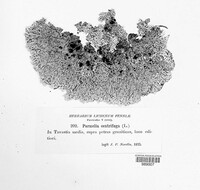 Arctoparmelia centrifuga image